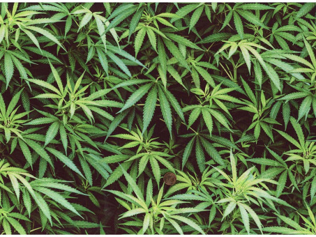 Baumwollstoff Hanfblatt Cannabis 