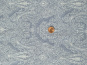 morepic-2