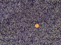 morepic-2